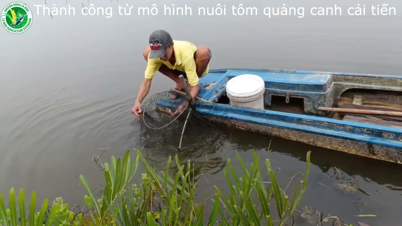 Thành công từ nuôi tôm quảng canh cải tiến