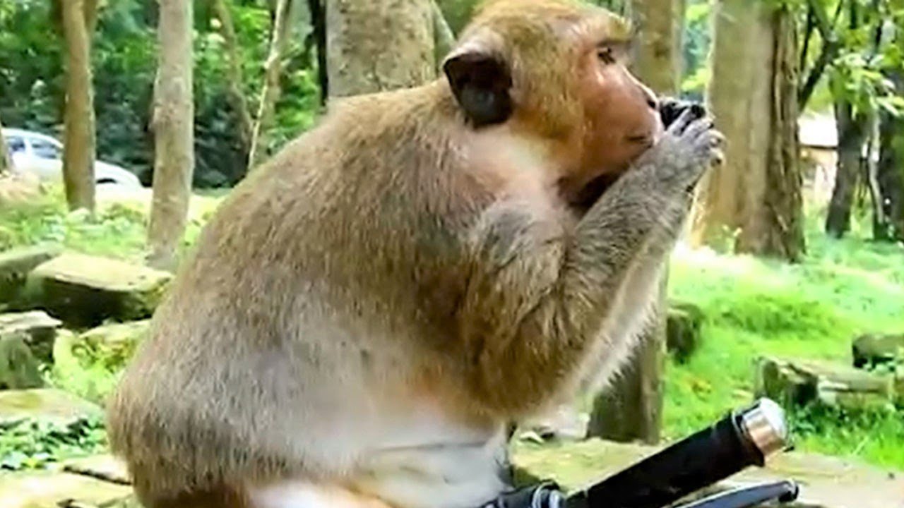 Poor Monkey Dana Happy Sitting On Motorbike After Her Poor Baby Daniela Passed Away