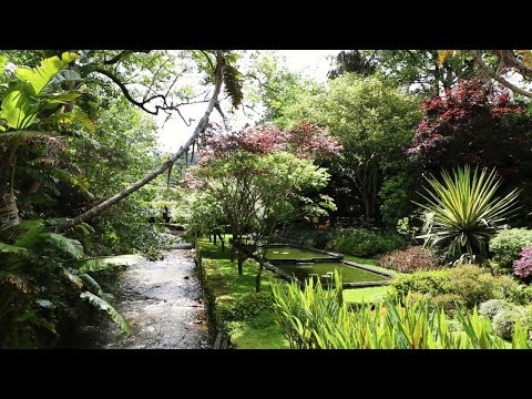 Video: Eremurus (54 Fotos): Plantando Y Cuidando Una Flor En Campo Abierto, Shiryash 