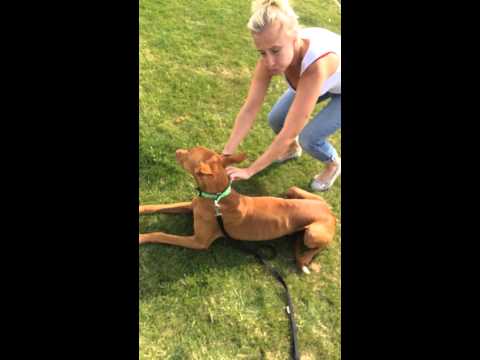 how-to-guide-for-the-doodley-dogs-multi-purpose-collar