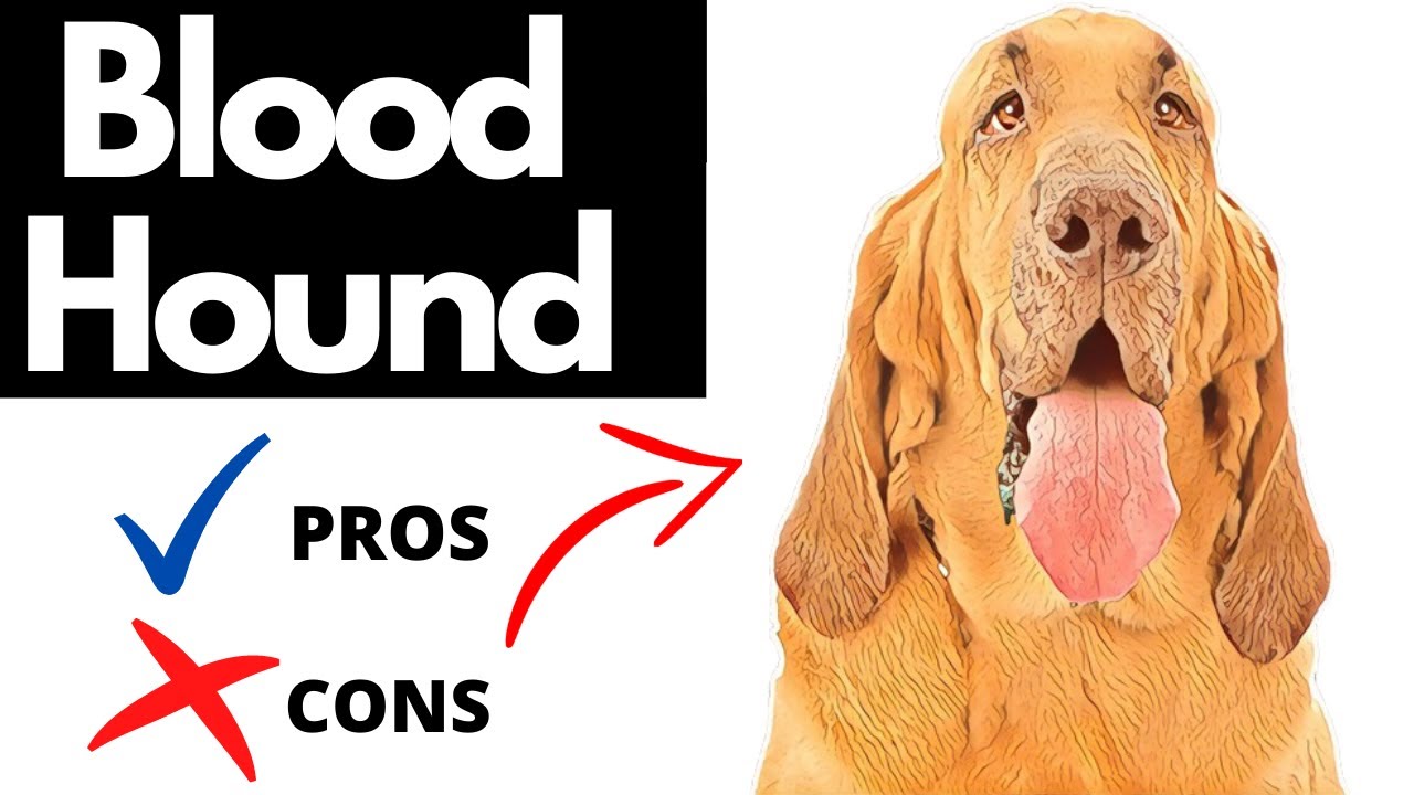 Are Bloodhounds Good House Dogs?