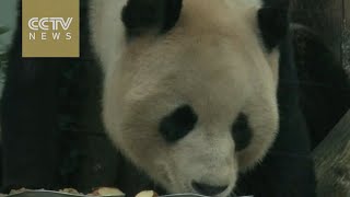 Scottish & Chinese scientists study pandas' eating habits