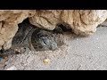 Rescue Sea Turtle Trapped under Rock