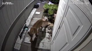 Caught on video: 2 sightings of mountain lion roaming through Milpitas neighborhoods