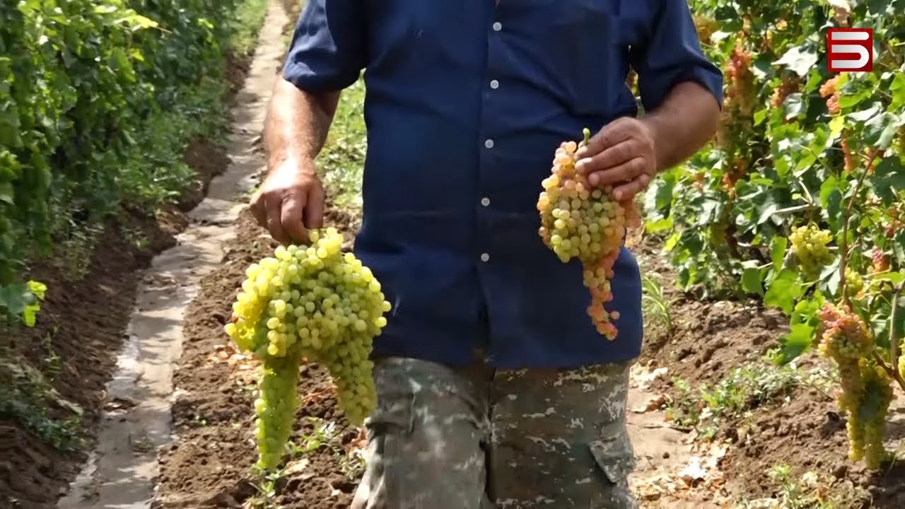 «Մի հատ էլ կտփեն-կջարդեն, որ գյուղացին ճանապարհ փակի». խաղողագործությունը վտանգված է Արմավիրում