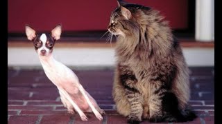 😺 Don’t be afraid, I don’t hurt little ones! 🐶 Funny video with dogs, cats and kittens! 🐱