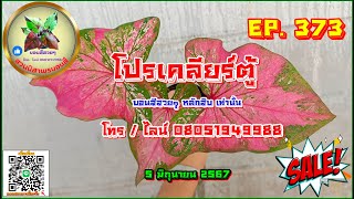 💚 โปรเคลียร์ตู้ EP. 373 💚 บอนสีหลักสิบสวยๆทุกต้น 5 มิ.ย. 67 โทร / ไลน์ 0805194988