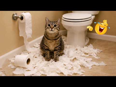 Laugh Till You Cry 😂 Super Funny Cat Moments 2026