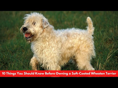 Video: Über den Soft-Coated Wheaten Terrier