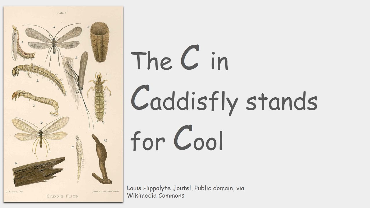 caddisflies... just in general.