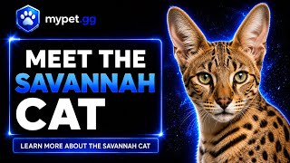 Savannah Cat: Everything You Need to Know