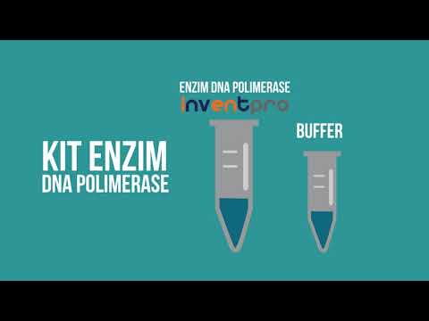 Video: Apakah tujuan DNA polimerase 1?