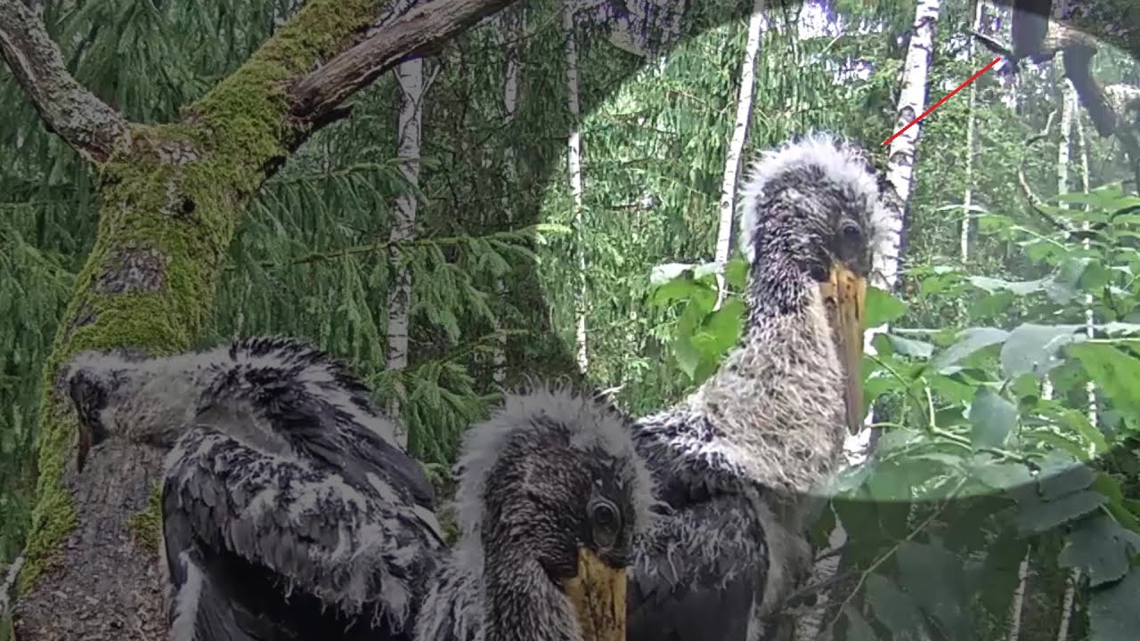 Melnais stārķis~ 😱 OXF6 is defending against a bird of prey~11:52 am 2024/07/05