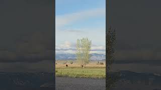 evening in the pasture! #cow #ranchlife #farmlife #scottishfold #babyanimals #farming