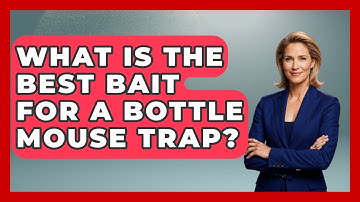 What Is The Best Bait For A Bottle Mouse Trap? - Insects and Invaders