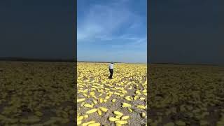 Farmers"Yellow golden" harvest 30% yield increase#agriculturetechnology #agricultural #fertilizers