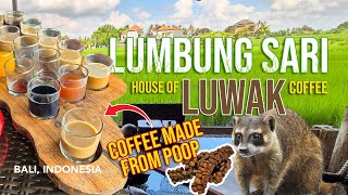 Sip, Savor, and Discover: A Day at Lumbung Sari House of Luwak Coffee! (Bali, Indonesia)