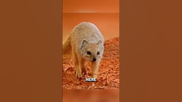 Why Snakes Are Afraid of Mongooses