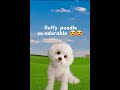 super cute white fluffy  poodle dog🐶 #viral #trending #short