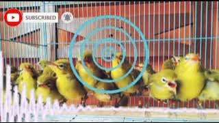 Terapi Pleci Dakbal Ngalas‼️Pancingan Dakun Bali Agar Bunyi✅
