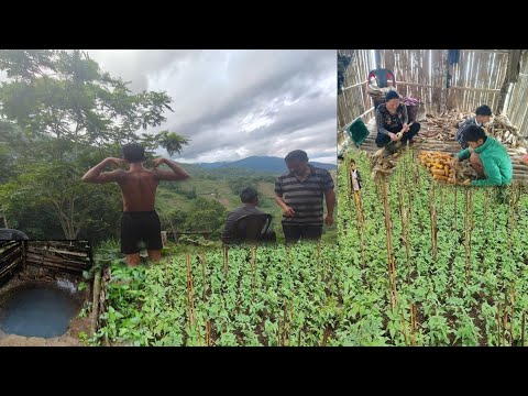 Collection Of Corn And Clearing Of Kidney Beans Field 