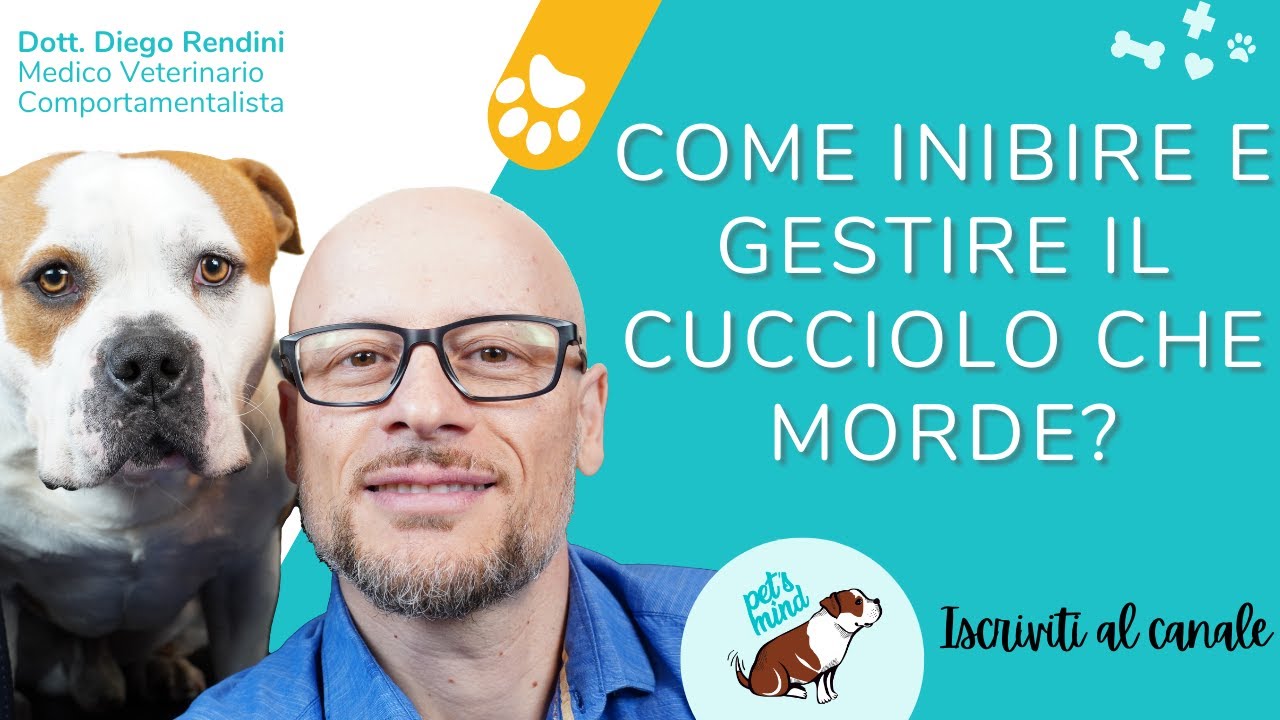 Come inibire e gestire il cucciolo che morde?