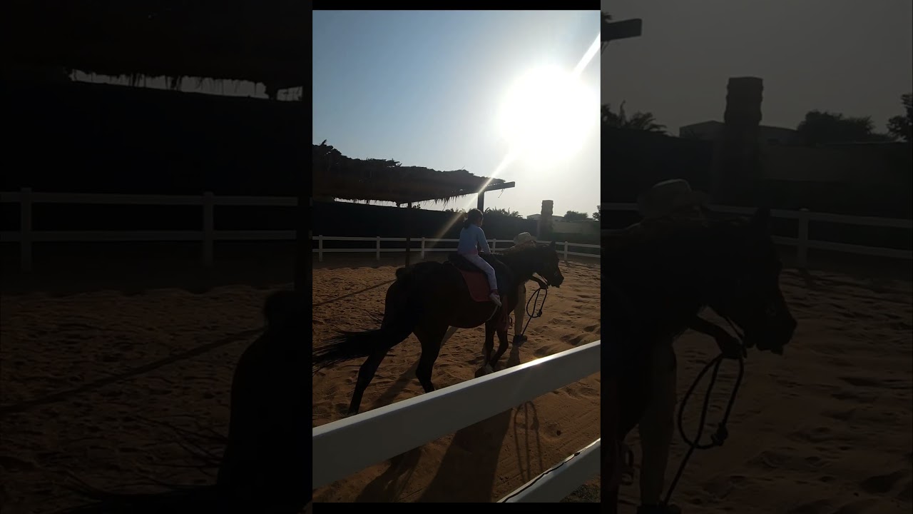 “Hidden Wildlife Gem in UAE 🦓✨ 