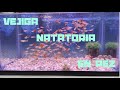 Vejiga Natatoria en Peces | Pez flotando | Pez nada de lado | Pez choca con objetos