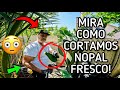 WOW! MIRA COMO CORTAMOS NUESTRO NOPAL FRESCO!🌵😱😳✅Lo Que Tiran En USA🇺🇸