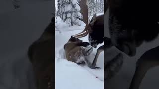 Craziest thing I've EVER filmed! Bear vs Moose 🐻⚔️