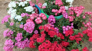 Phlox Flower Blooms In My Small Nursery