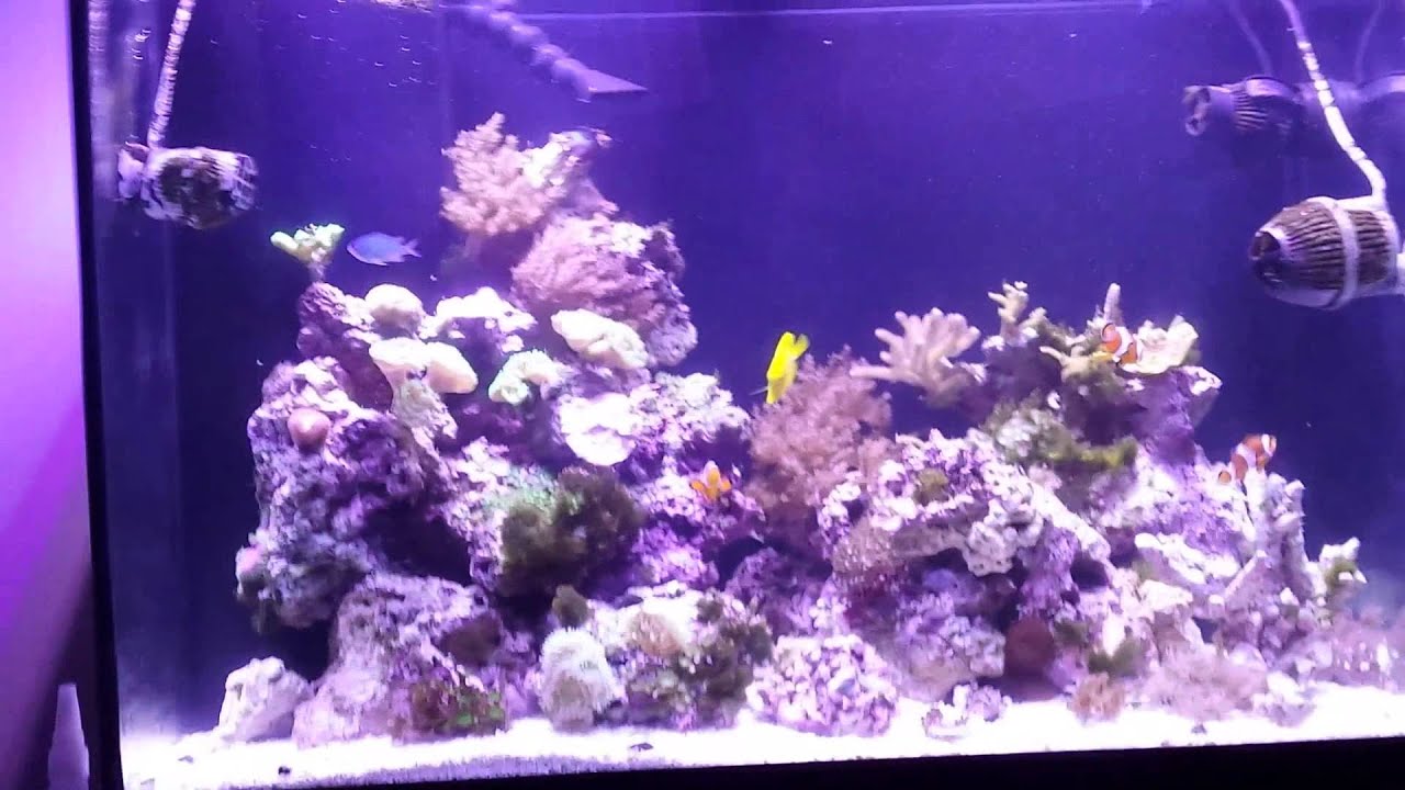 65 gallon mixed reef update