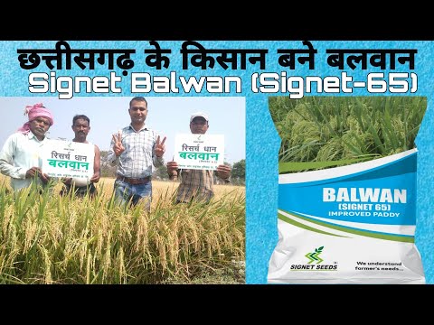 छत्तीसगढ़ का अत्यधिक बिकने वाला धान,जिसने किसानों को बनाया बलवान|Signet Balwan (Signet-65) - video from Signet Crop Science India