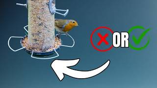 Should You Take Down Bird Feeders During the Fall Migration & Winter? The Surprising Answer!