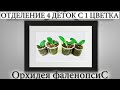 Детки орхидеи 4 штуки отделение от цветоноса.