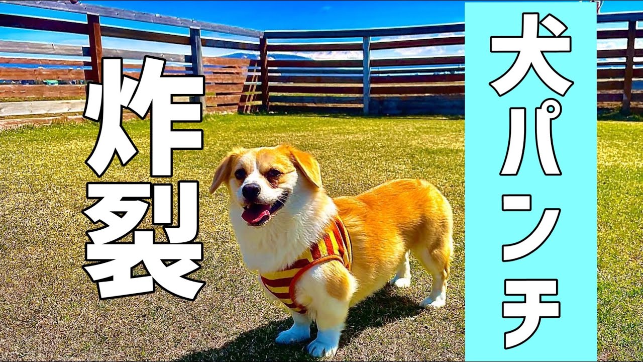 構って欲しい犬のとった行動が可愛すぎたw Youtube