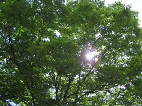 Handel's Largo "Ombra mai fu " - Mariko Senju