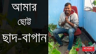 আমার ছোট্ট ছাদ বাগান । My small roof-top garden