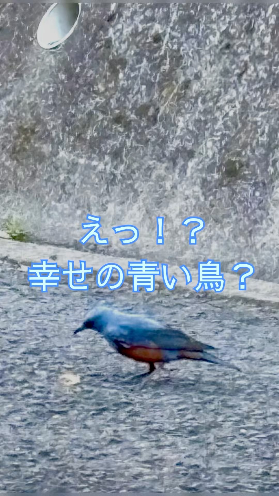 イソヒヨドリ/幸せの青い鳥 - YouTube