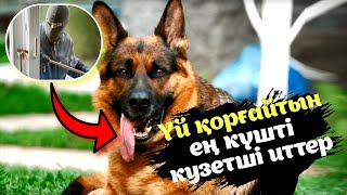 10 ЕҢ КҮШТІ ҮЙ КҮЗЕТ ИТТЕРІ / БҰЛ ИТТЕРДІҢ ТҮРІ СІЗДІҢ ҮЙДІ БАРЫН САЛЫП ҚОРҒАЙДЫ