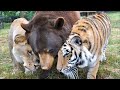 Lion, Tiger and Bear have been inseparable ever since they were rescued from a basement
