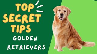 Golden Retriever secret tips by Pet Animal 154 views 10 months ago 2 minutes, 15 seconds