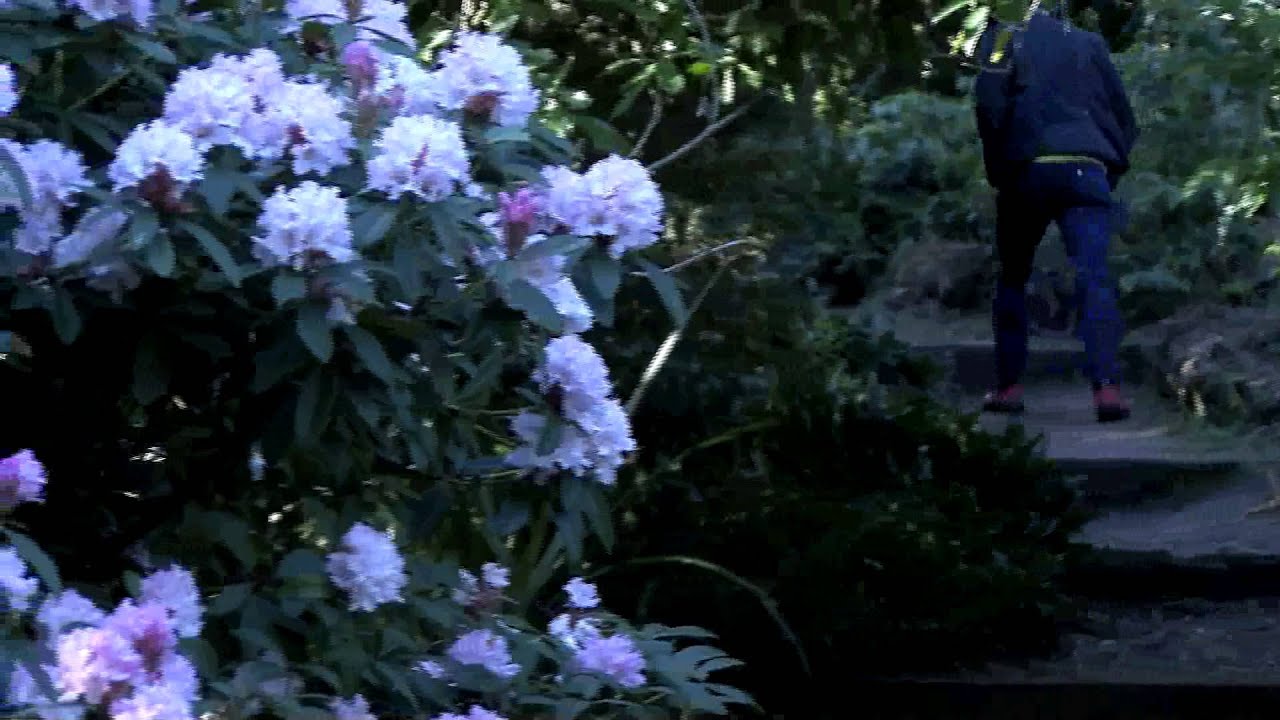 Dunedin Botanic Garden - Just Beautiful