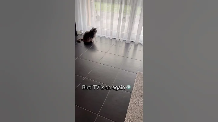 Video 11885801: pets funnycats mainecoon, mainecoon cat funnycat, fluffy mainecoon cat, fun mainecoon, pets maine