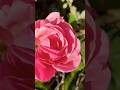 #roses 🌷 #flowers #desert #november #happythanksgiving #relaxing #nature