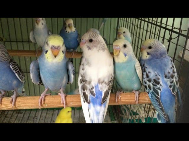 Chim Yến Phụng Hót gọi nhau tuyệt hay. Budgies parrot singing class=