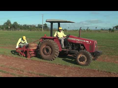 Vídeo: Como cultivar grama Teff: dicas sobre como plantar grama Teff como culturas de cobertura