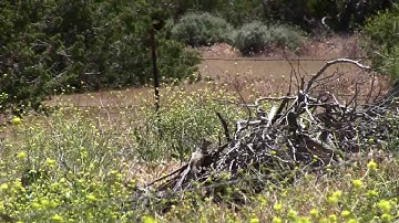 Ground Squirrel Varmint Hunt - Which One Do I Shoot?