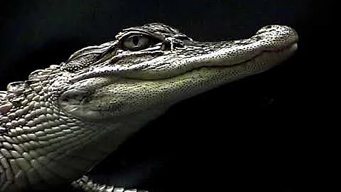 Alligator Close Up