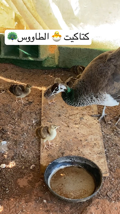 تربية كتاكيت 🐣 الطاووس 🦚في البادية مع سميرة